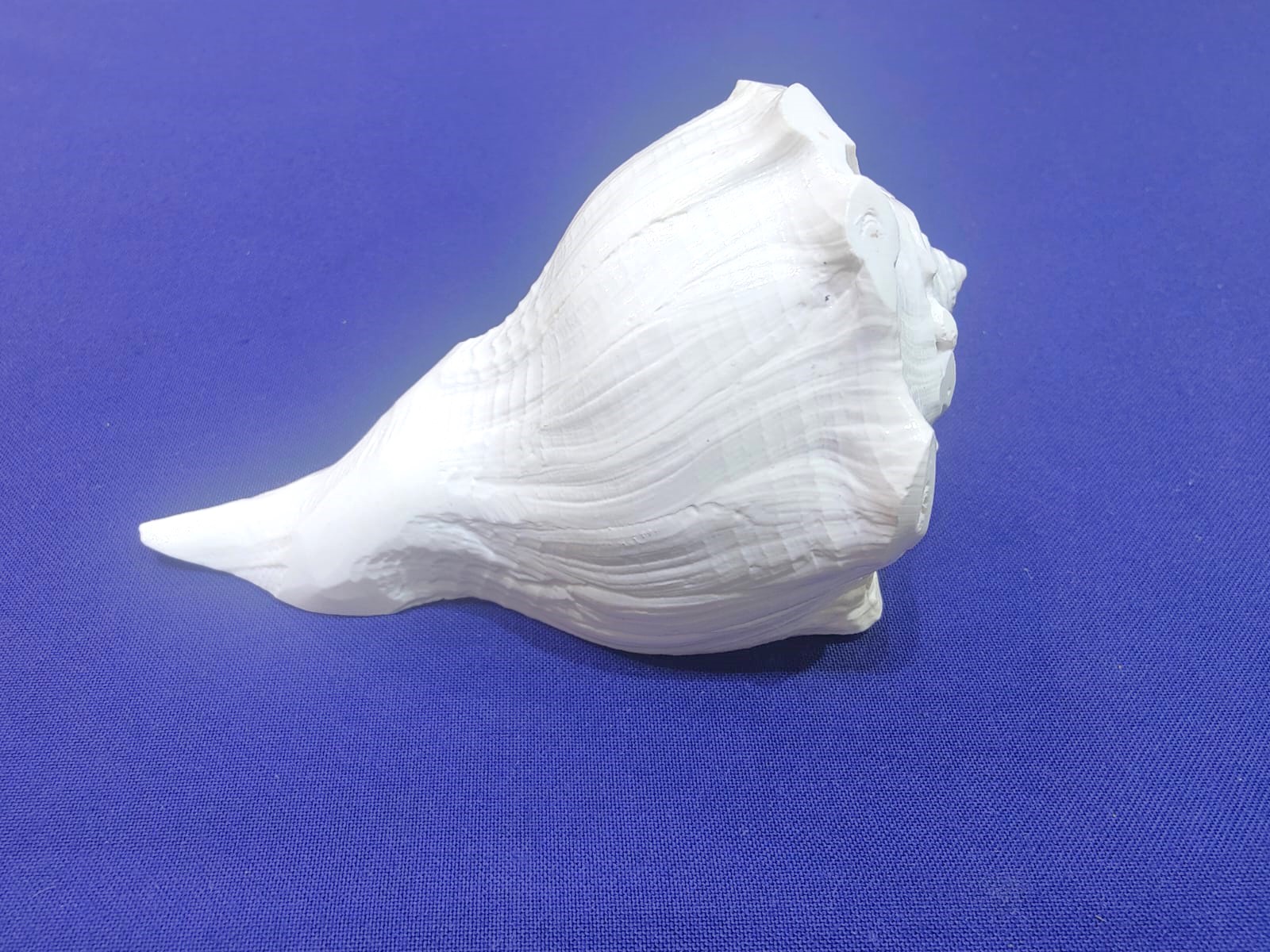 Dakshinavarti shankh