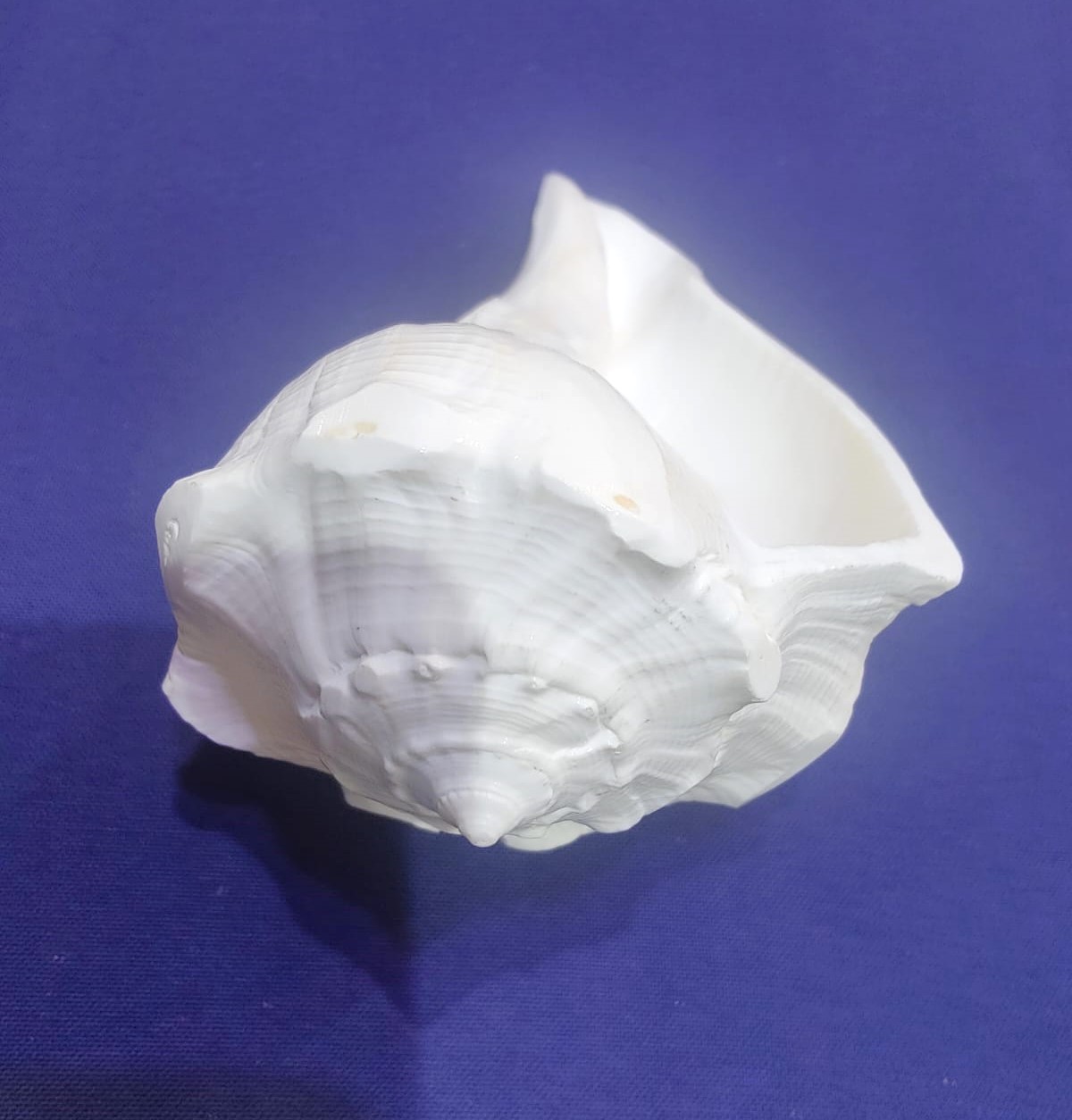 Dakshinavarti shankh