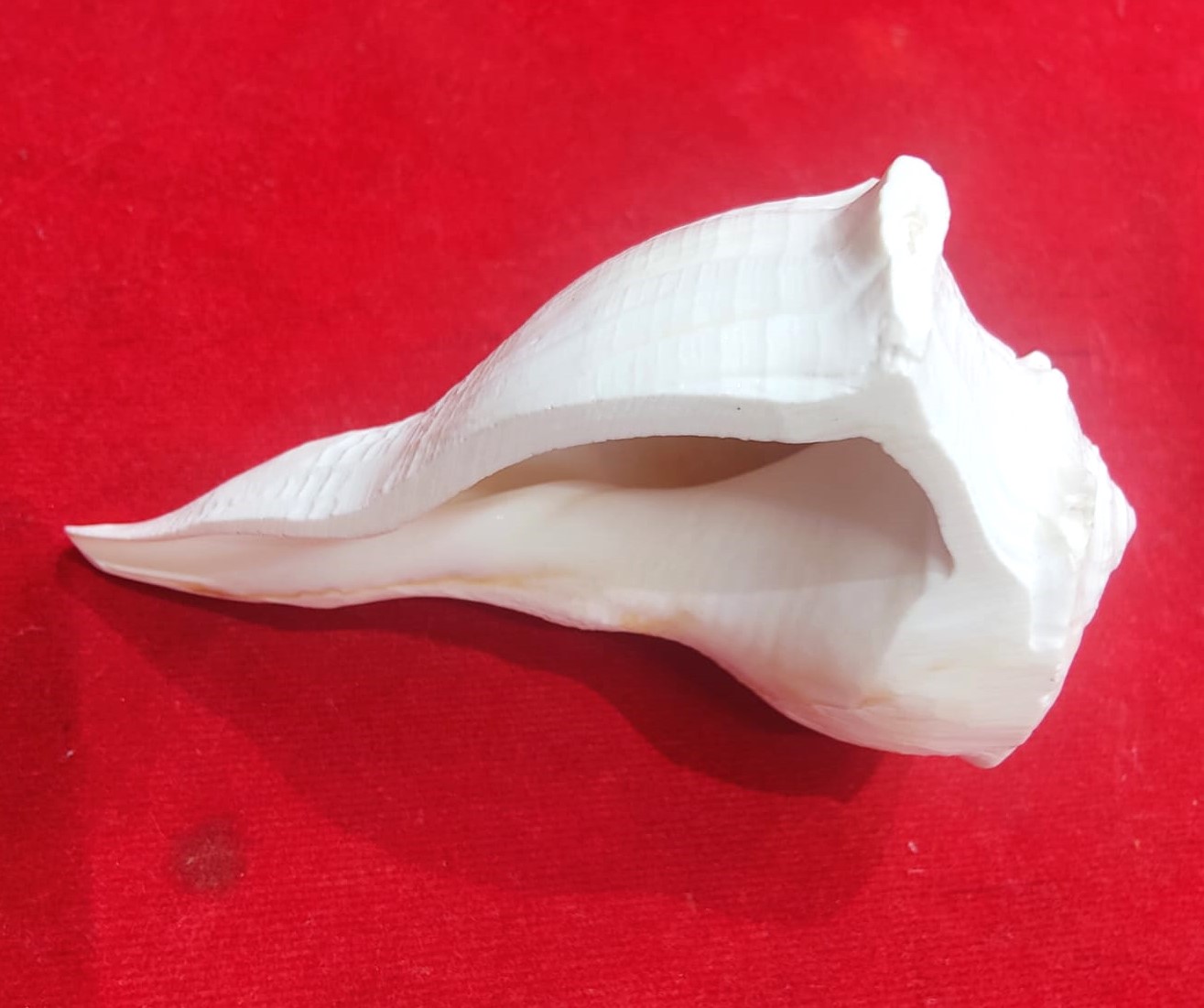 Dakshinavarti shankh