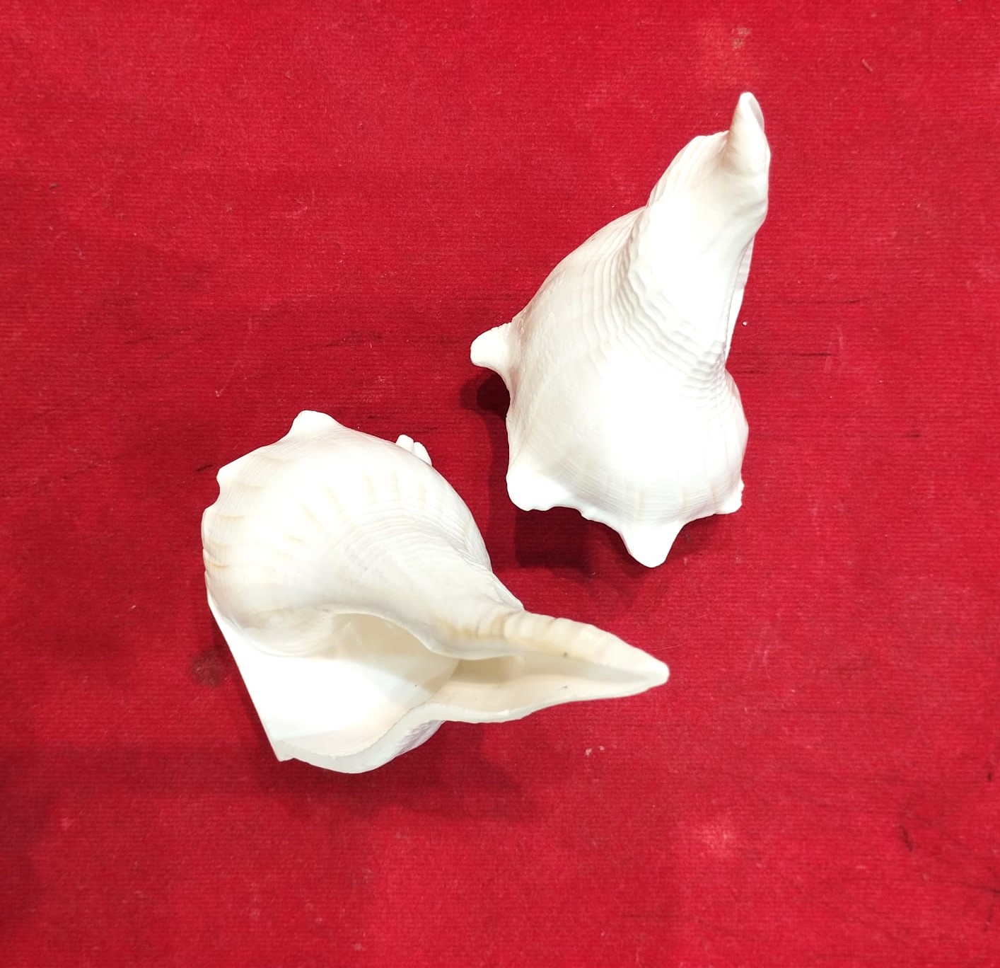 Dakshinavarti shankh