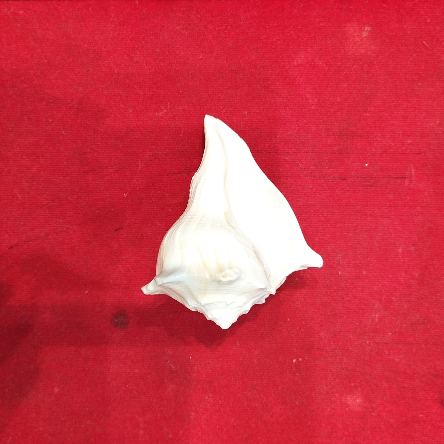 Dakshinavarti shankh