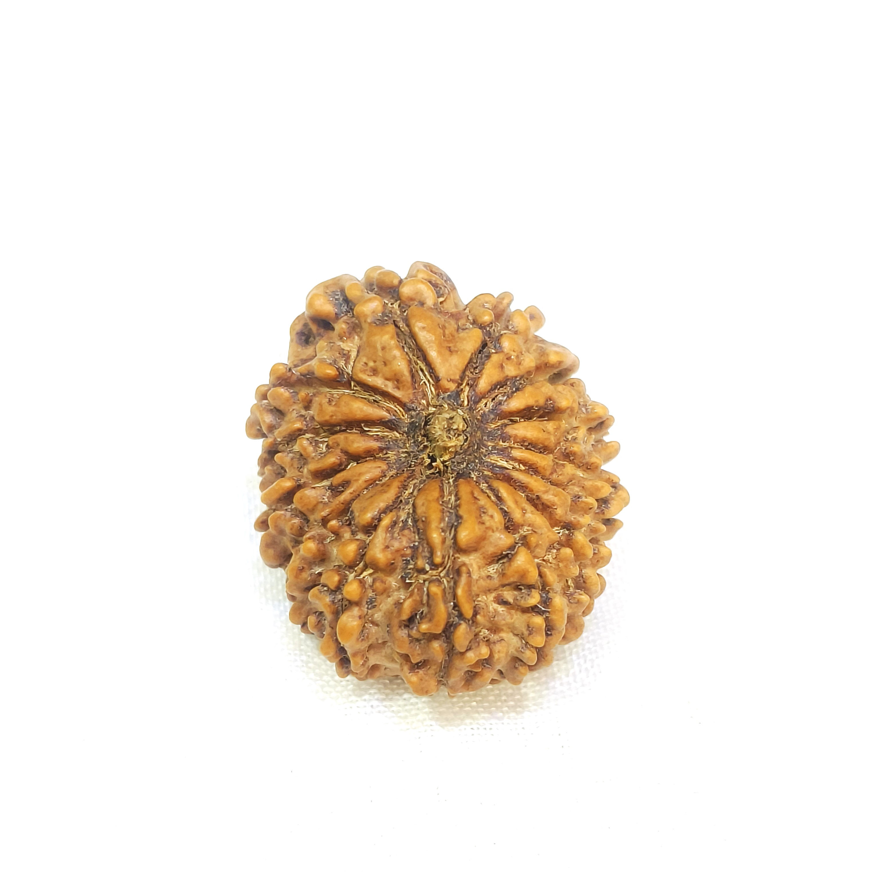 14 mukhi rudraksha