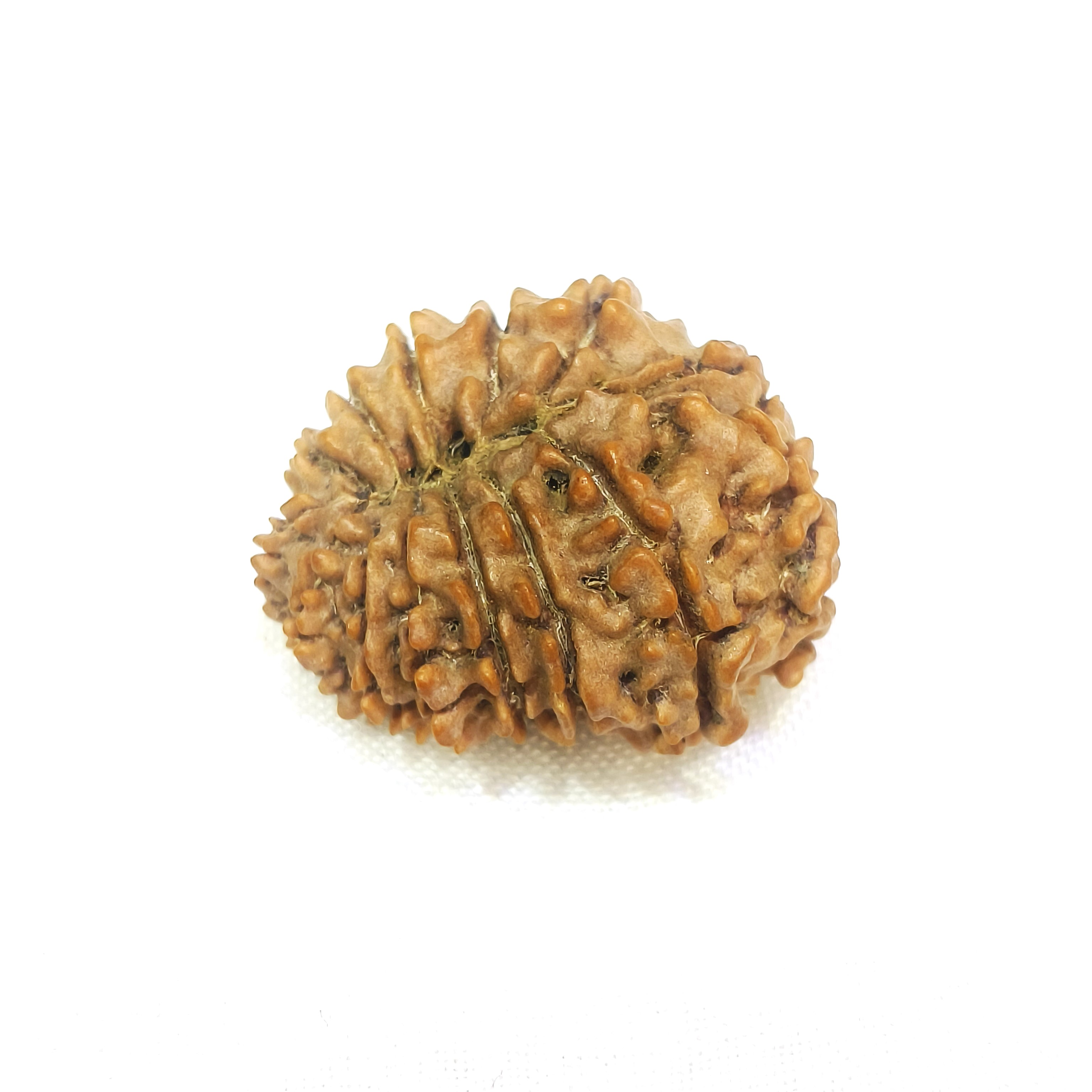 14 mukhi rudraksha