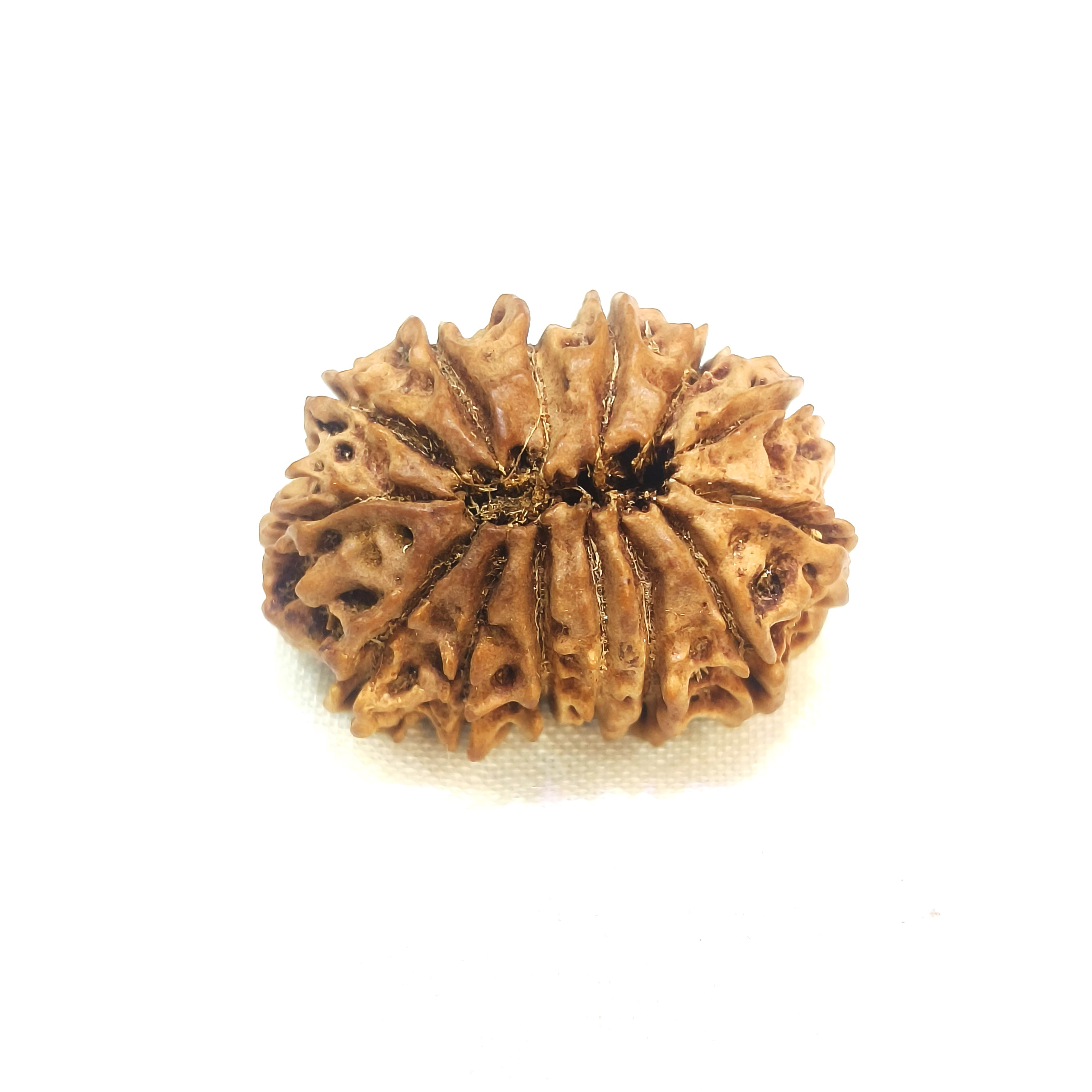 14 mukhi rudraksha