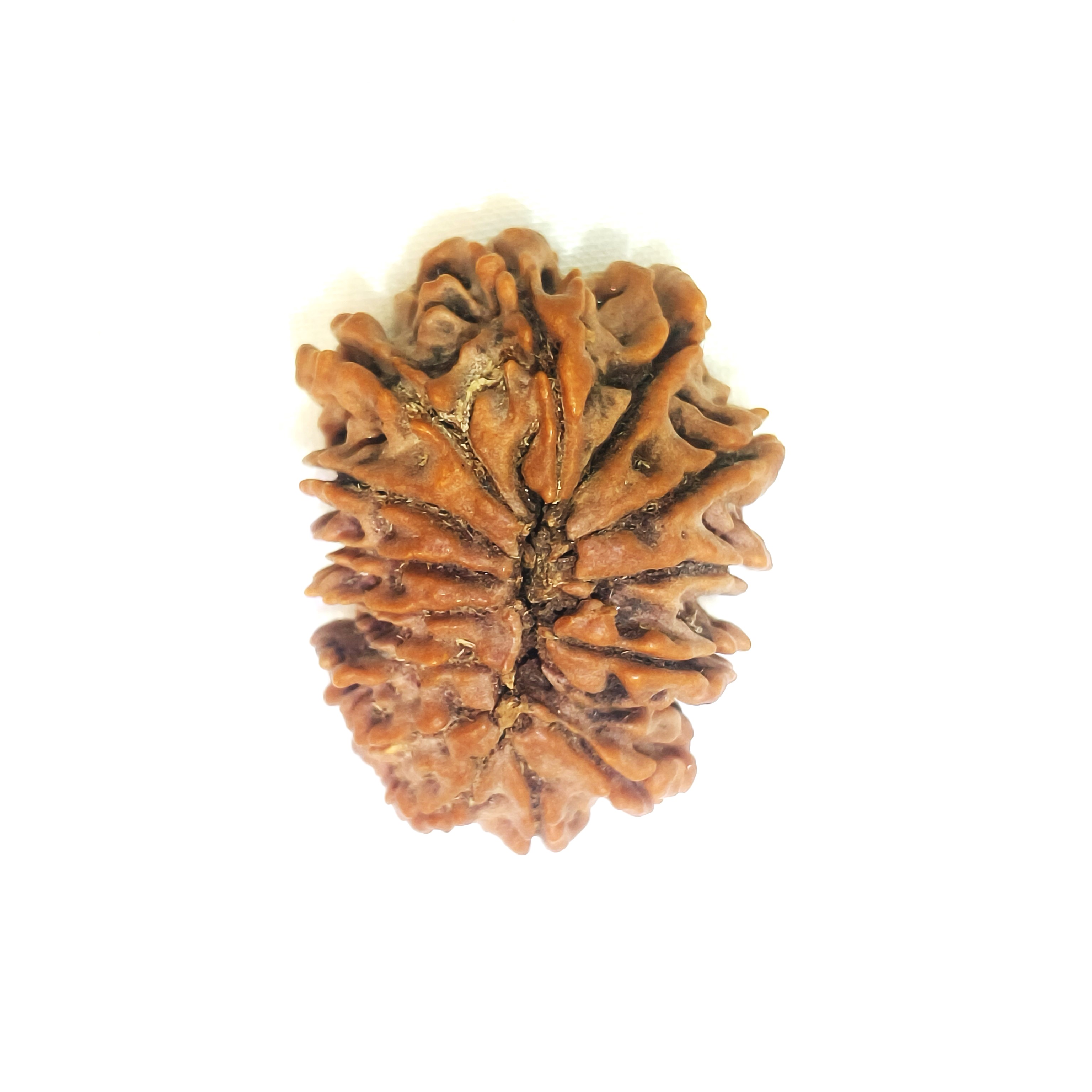 14 mukhi rudraksha
