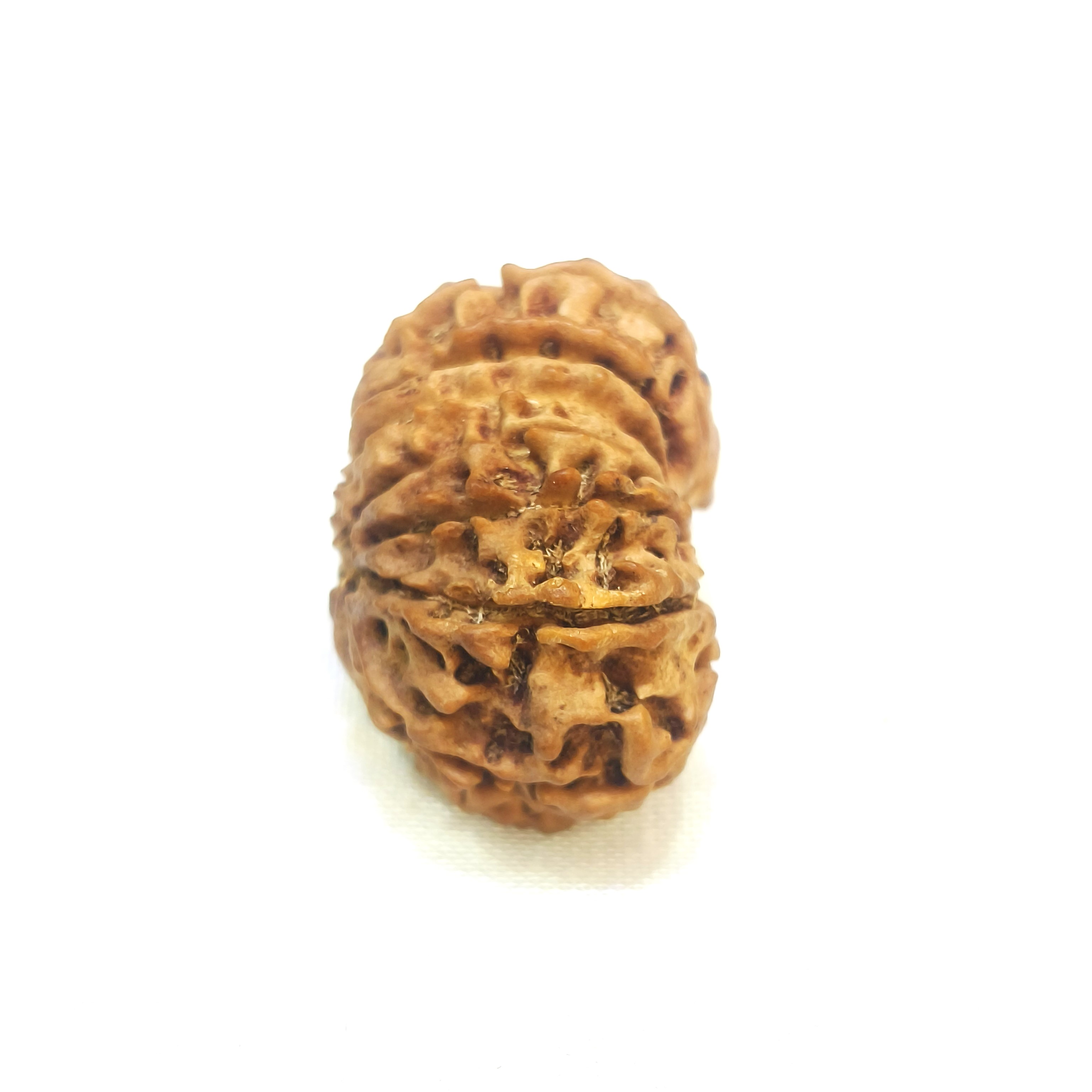 14 mukhi rudraksha