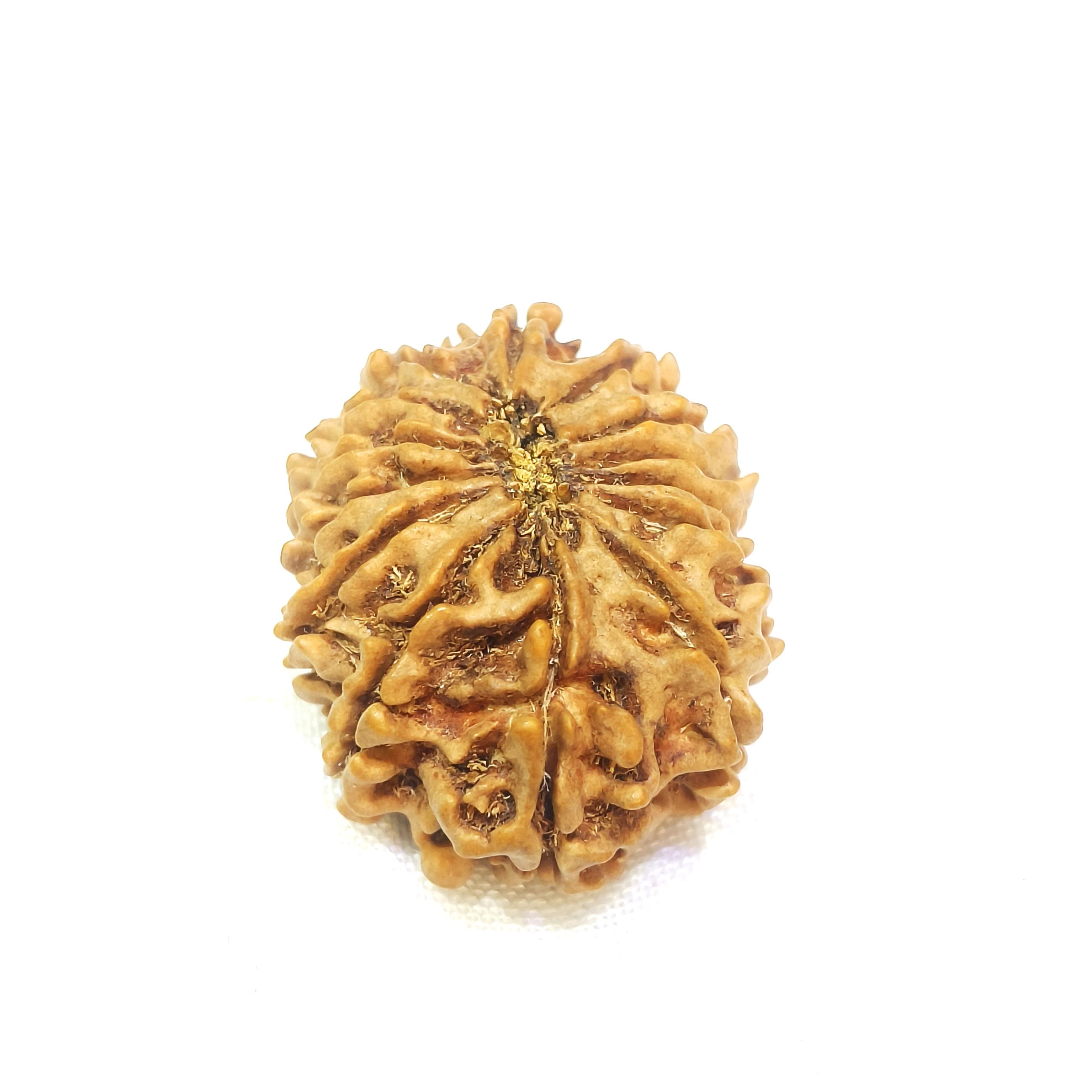 14 mukhi rudraksha